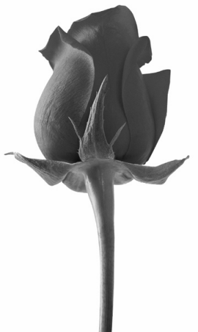 Black Rose